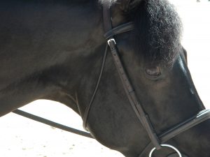 Close up of a horse head