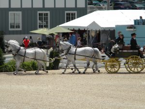4-in-hand white draft horses and carriage that won best in show