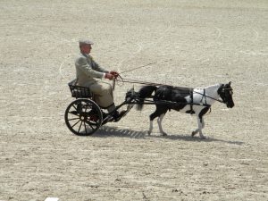 MInature horse pulling 2-wheeled cart